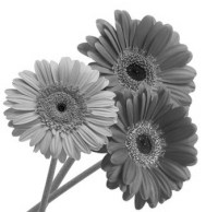 gerbera bw