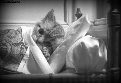 sick kitty